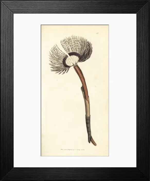 Framed Print : Sea worm, Amphitrite ventilabrum Framed Print : Sea worm, Amphitrite ventilabrum