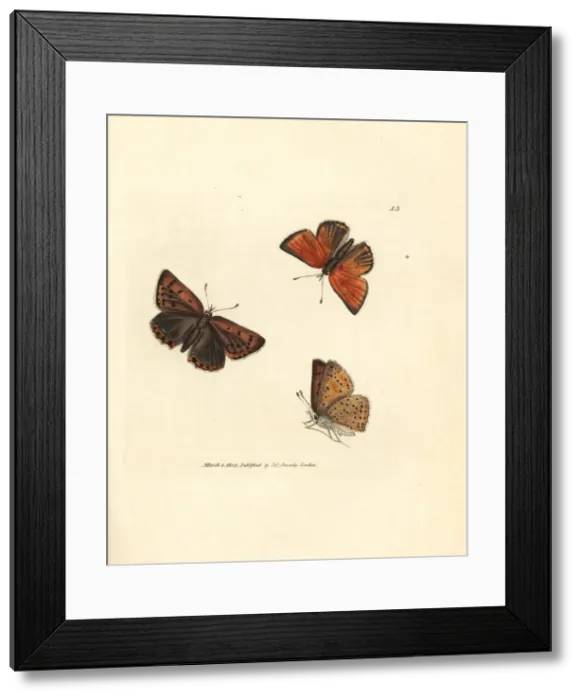 Framed Print : Purple-edged copper butterfly, Lycaena hippothoe Framed Print : Purple-edged copper butterfly, Lycaena hippothoe
