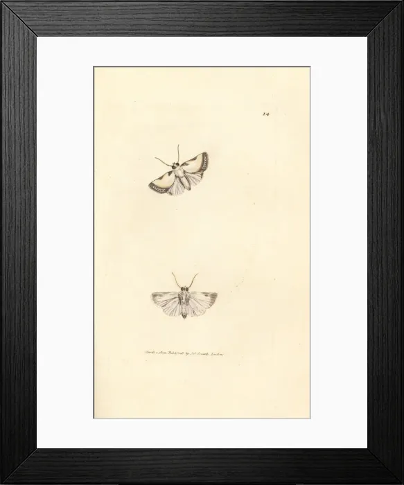 Framed Print : Brixton Beauty, Acontia nitidula Framed Print : Brixton Beauty, Acontia nitidula