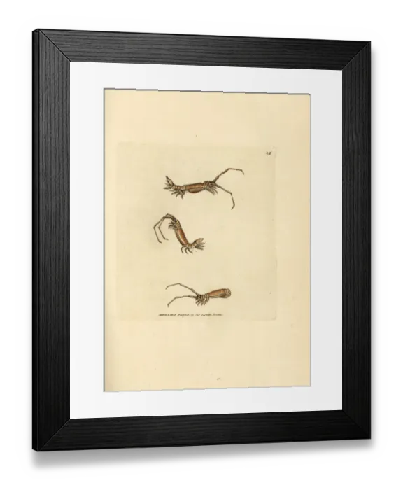 Framed Print : Long-horn isopod, Astacilla longicornis Framed Print : Long-horn isopod, Astacilla longicornis