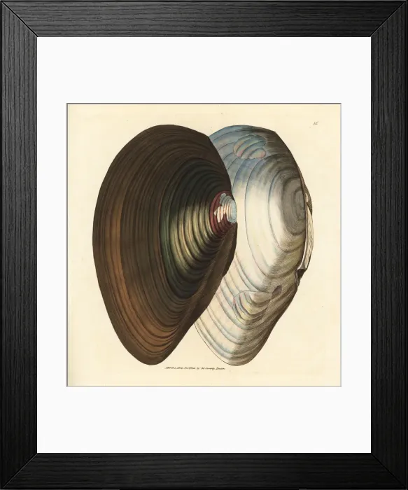 Framed Print : Swan mussel, Anodonta stagnalis Framed Print : Swan mussel, Anodonta stagnalis