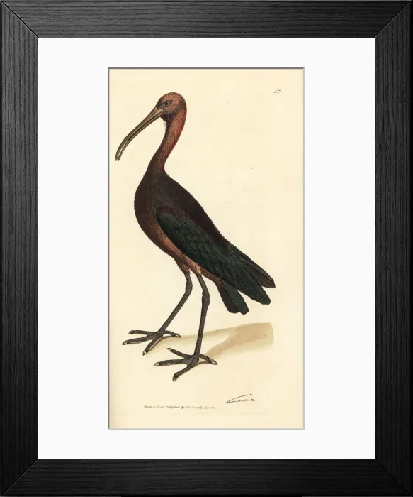 Framed Print : Glossy ibis, Plegadis falcinellus Framed Print : Glossy ibis, Plegadis falcinellus