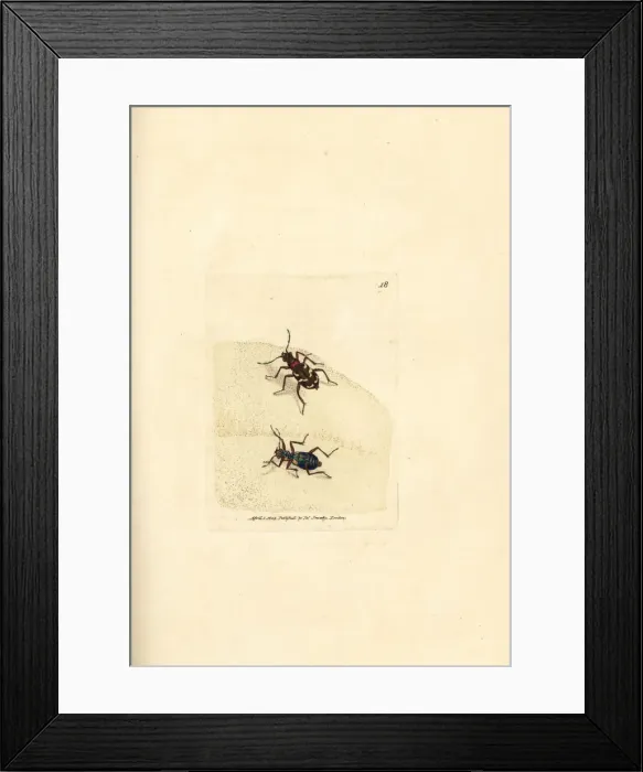 Framed Print : Northern dune tiger beetle, Cicindela hybrida Framed Print : Northern dune tiger beetle, Cicindela hybrida