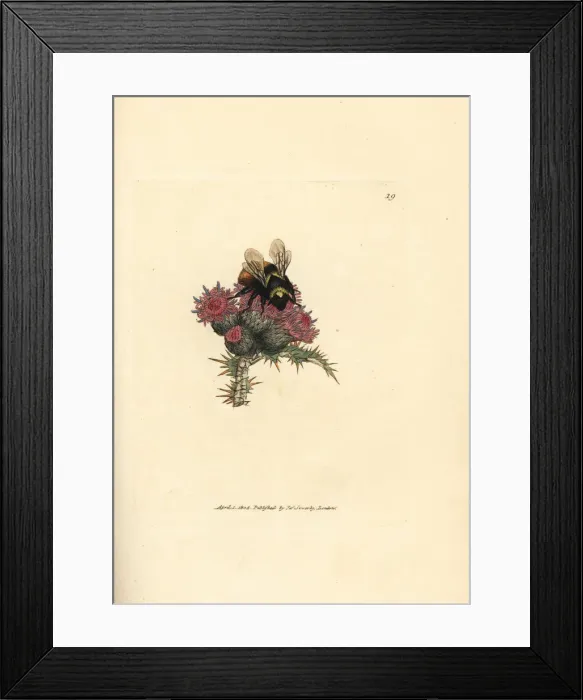 Framed Print : Red-tailed bumblebee, Bombus lapidarius Framed Print : Red-tailed bumblebee, Bombus lapidarius