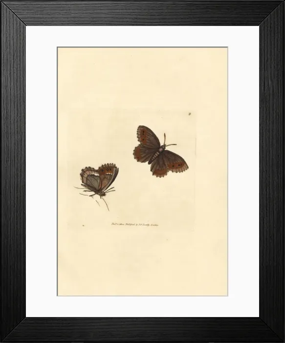 Framed Print : Scotch Argus butterfly, Erebia aethiops (Papilio blandina) Framed Print : Scotch Argus butterfly, Erebia aethiops (Papilio blandina)