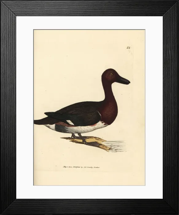 Framed Print : Ferruginous pochard, Aythya nyroca Framed Print : Ferruginous pochard, Aythya nyroca