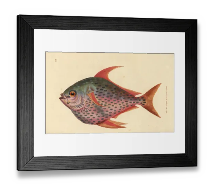 Framed Print : Opah, Lampris guttatus Framed Print : Opah, Lampris guttatus