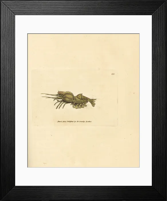 Framed Print : Parrot shrimp, Spirontocaris spinus Framed Print : Parrot shrimp, Spirontocaris spinus