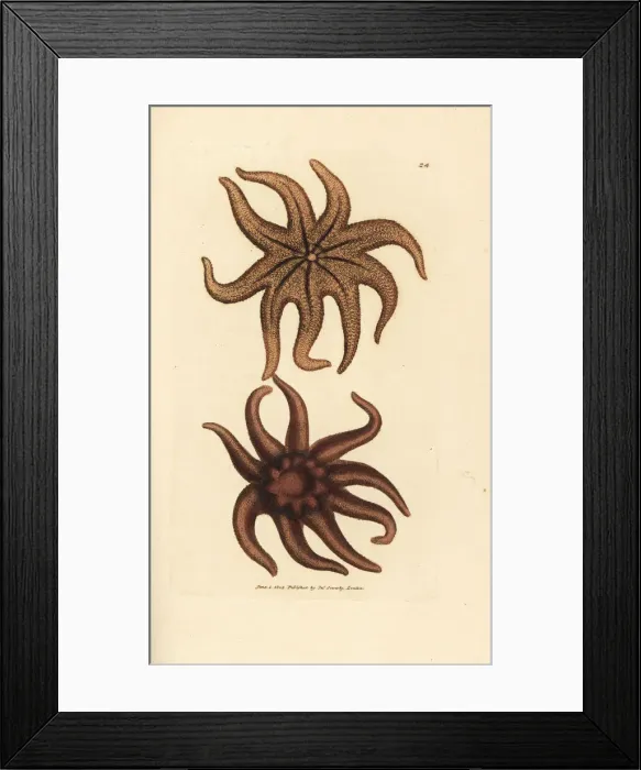 Framed Print : Purple sun star, Solaster endeca Framed Print : Purple sun star, Solaster endeca