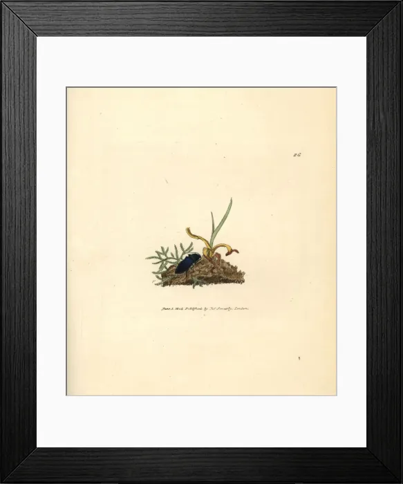 Framed Print : Click beetle, Selatosomus aeneus Framed Print : Click beetle, Selatosomus aeneus