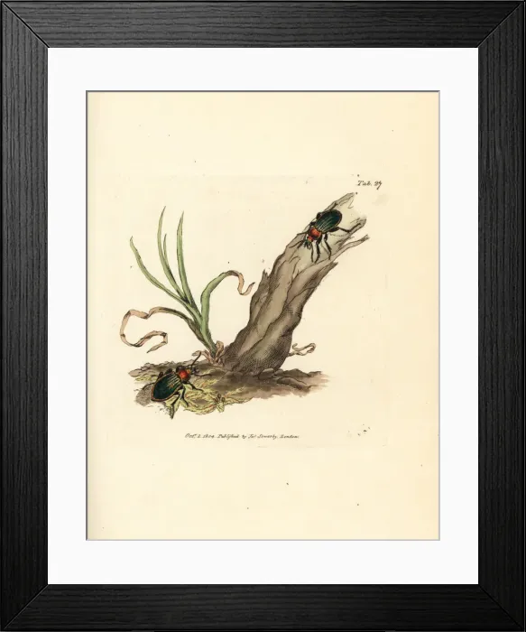 Framed Print : Carabus nitens beetle Framed Print : Carabus nitens beetle
