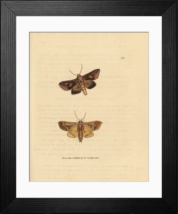Framed Print : Gold spangle moth, Autographa bractea Framed Print : Gold spangle moth, Autographa bractea