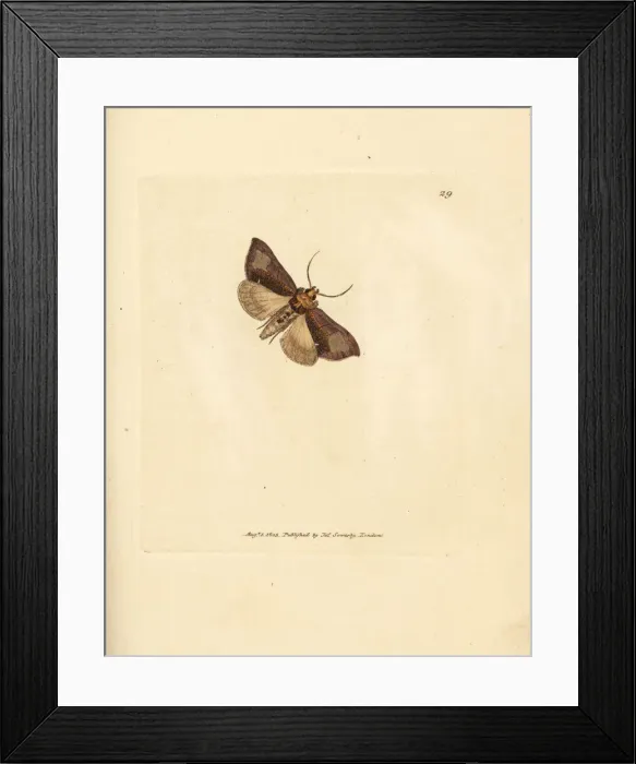 Framed Print : Slender burnished brass, Thysanoplusia orichalcea Framed Print : Slender burnished brass, Thysanoplusia orichalcea