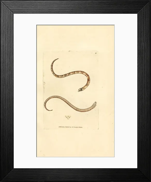 Framed Print : Young smooth snake, Coronella austriaca Framed Print : Young smooth snake, Coronella austriaca