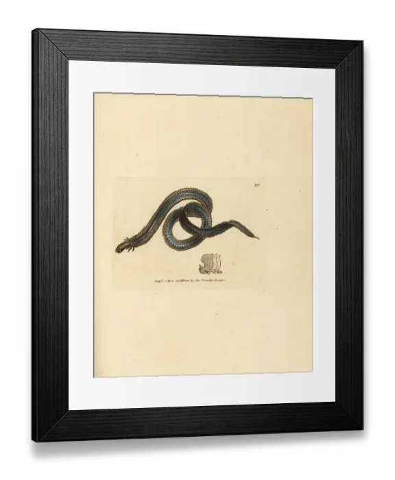 Framed Print : Polychaete worm, Phyllodoce lamelligera Framed Print : Polychaete worm, Phyllodoce lamelligera
