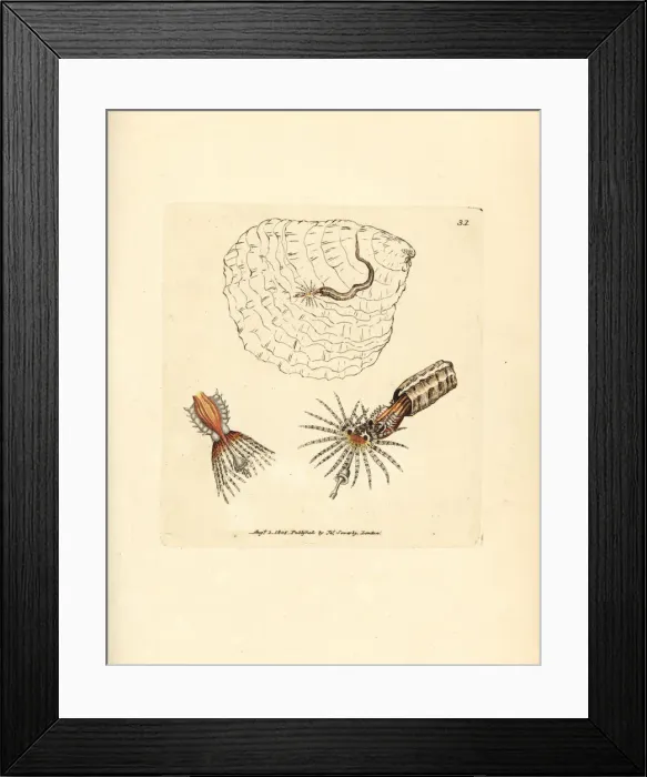 Framed Print : Tube-building annelid fanworm, Spirobranchus triqueter Framed Print : Tube-building annelid fanworm, Spirobranchus triqueter
