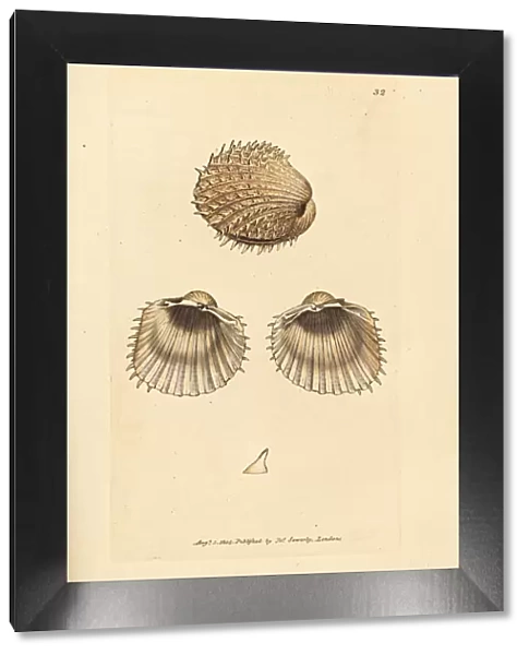 Spiny cockle, Acanthocardia aculeata