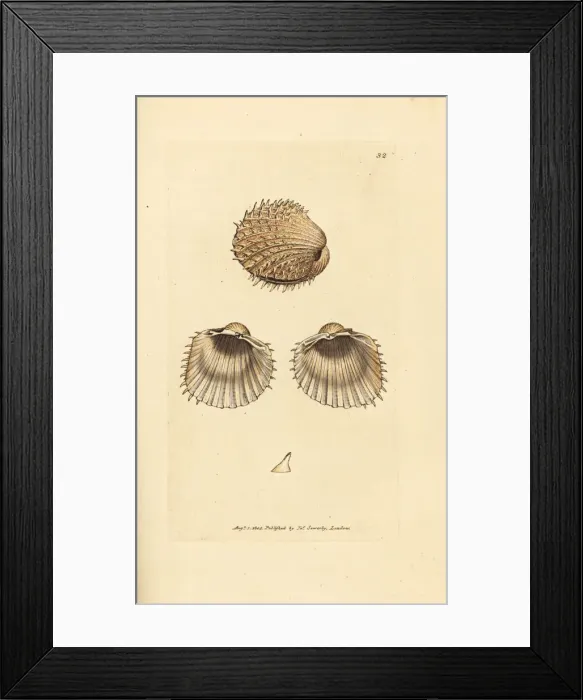 Framed Print : Spiny cockle, Acanthocardia aculeata Framed Print : Spiny cockle, Acanthocardia aculeata