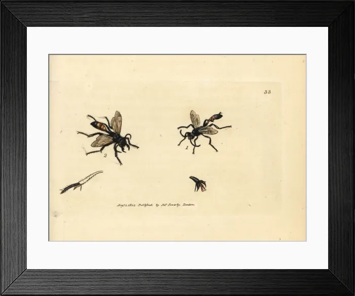 Framed Print : Hairy sandwasp, Podalonia hirsuta Framed Print : Hairy sandwasp, Podalonia hirsuta