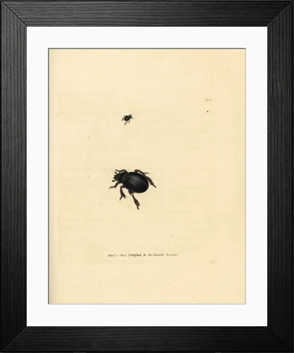 Framed Print : Aphodius arenarius beetle Framed Print : Aphodius arenarius beetle