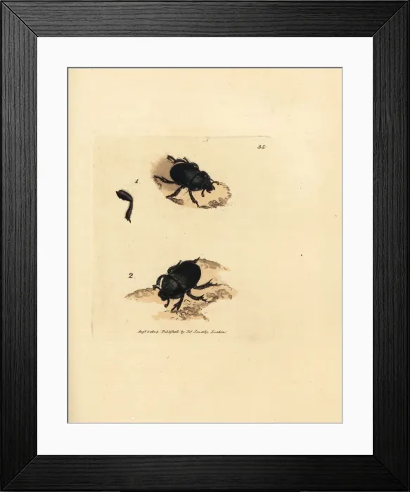 Framed Print : Dor beetle or earth-boring dung beetle, Geotrupes Framed Print : Dor beetle or earth-boring dung beetle, Geotrupes