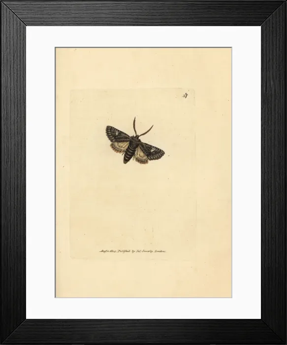 Framed Print : Green-brindled dot moth, Valeria oleagina Framed Print : Green-brindled dot moth, Valeria oleagina