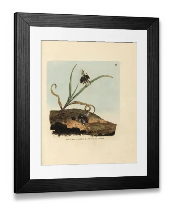 Framed Print : Mining bee, Andrena nigroaenea Framed Print : Mining bee, Andrena nigroaenea