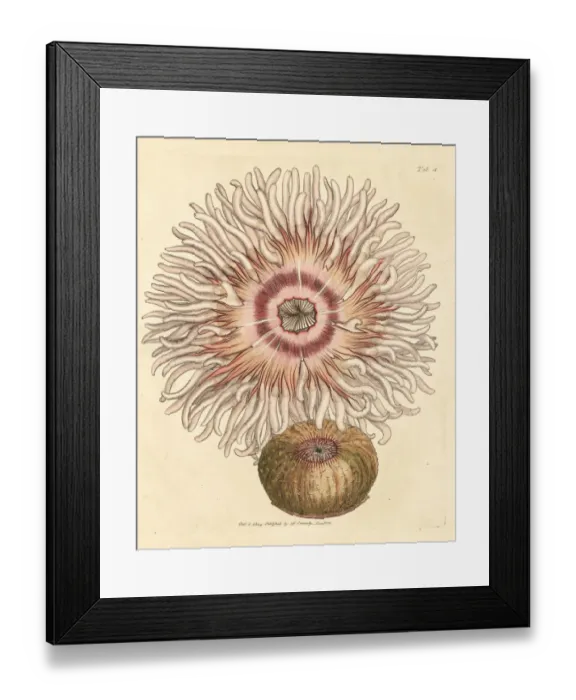 Framed Print : Beadlet anemone, Actinia equina Framed Print : Beadlet anemone, Actinia equina
