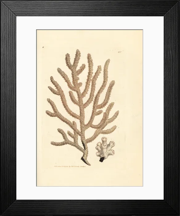 Framed Print : Sea fan, Gorgonia species Framed Print : Sea fan, Gorgonia species