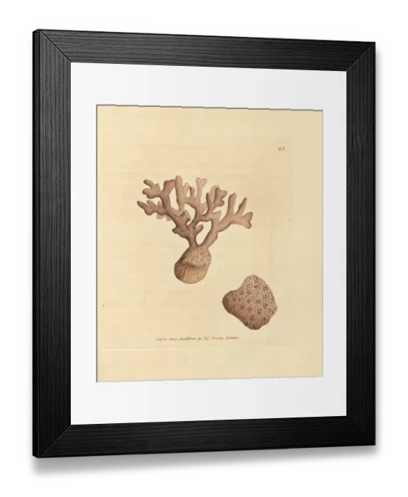 Framed Print : Porella compressa Framed Print : Porella compressa