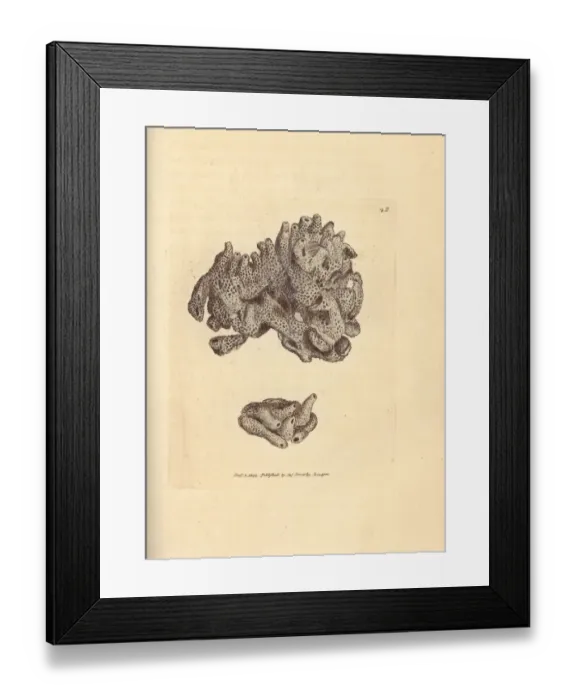 Framed Print : Breadcrumb sponge, Halichondria panicea