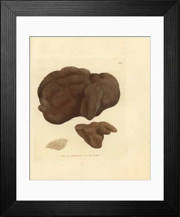 Framed Print : Sponge, Spongionella pulchella Framed Print : Sponge, Spongionella pulchella