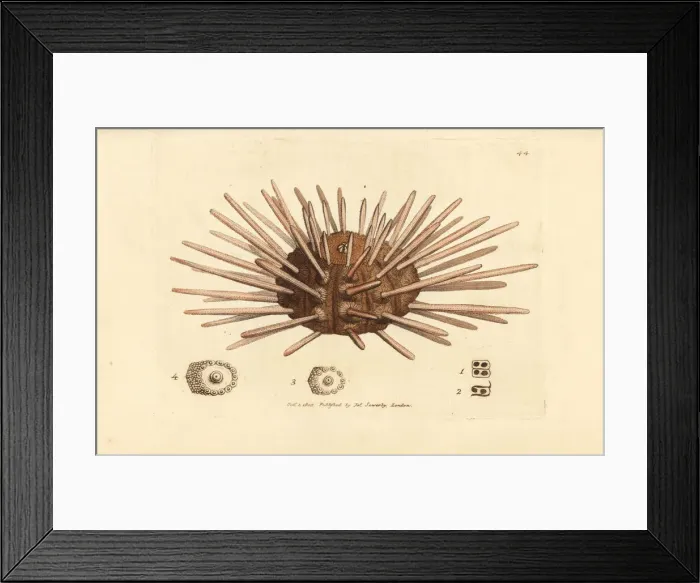 Framed Print : Long-spine slate pen sea urchin, Cidaris cidaris Framed Print : Long-spine slate pen sea urchin, Cidaris cidaris