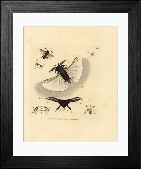 Framed Print : Sand bee parasite, Stylops melittae Framed Print : Sand bee parasite, Stylops melittae