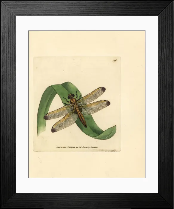 Framed Print : Blue chaser, Libellula fulva Framed Print : Blue chaser, Libellula fulva