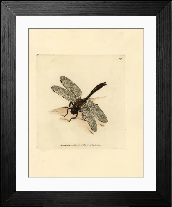 Framed Print : Downy emerald dragonfly, Cordulia aenea Framed Print : Downy emerald dragonfly, Cordulia aenea