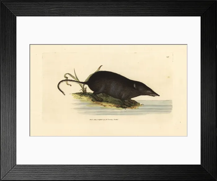 Framed Print : Eurasian water shrew, Neomys fodiens Framed Print : Eurasian water shrew, Neomys fodiens