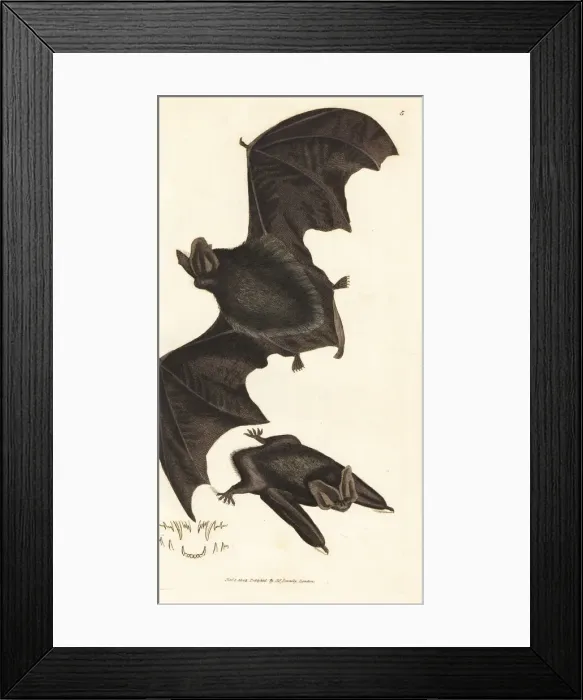 Framed Print : Western barbastelle bat, Barbastella barbastellus Framed Print : Western barbastelle bat, Barbastella barbastellus