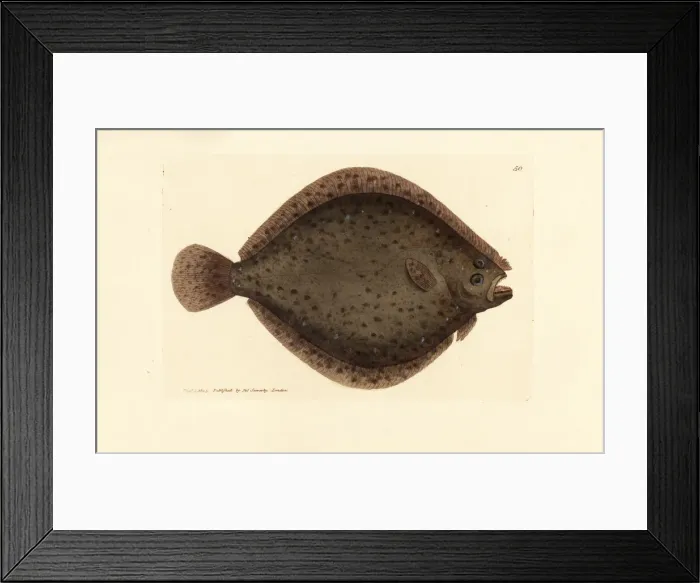 Framed Print : Brill or kite fish, Scophthalmus rhombus Framed Print : Brill or kite fish, Scophthalmus rhombus