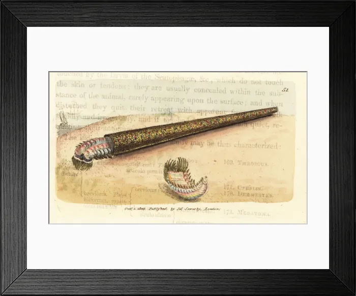 Framed Print : Sand tube-building annelid fanworm, Pectinaria belgica Framed Print : Sand tube-building annelid fanworm, Pectinaria belgica