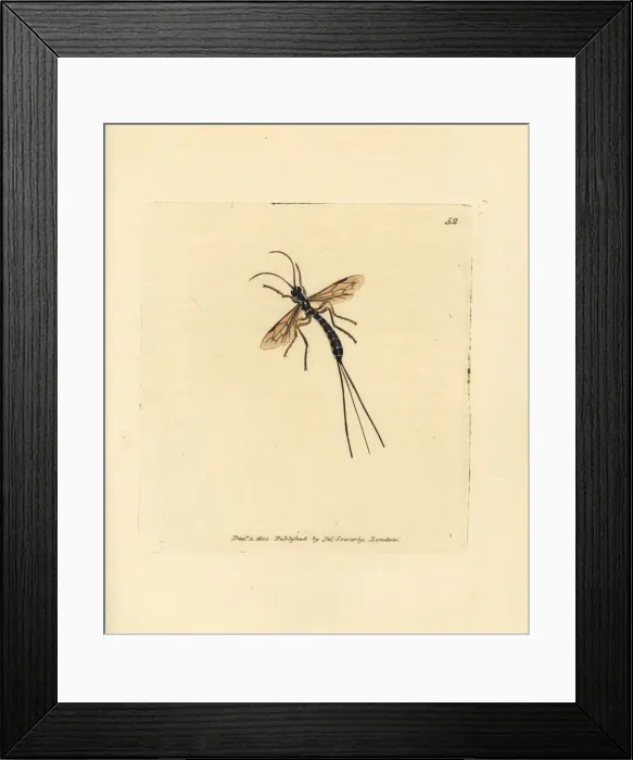Framed Print : Ichneumon fly, Rhyssa persuasoria Framed Print : Ichneumon fly, Rhyssa persuasoria