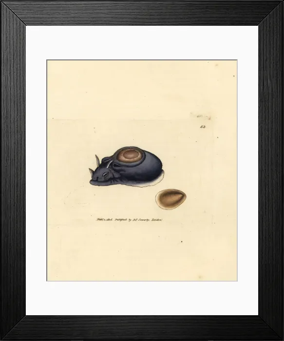 Framed Print : Sea slug or sea hare, Aplysia punctata Framed Print : Sea slug or sea hare, Aplysia punctata