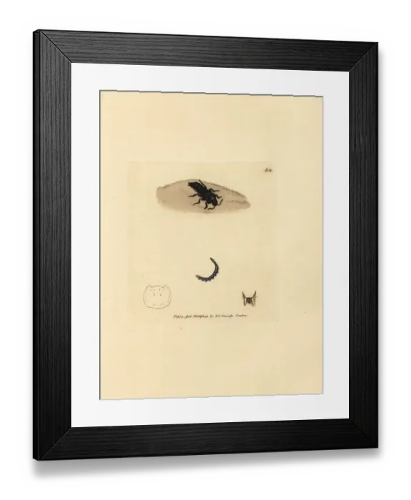 Framed Print : Rove beetle, Velleius dilatatus Framed Print : Rove beetle, Velleius dilatatus