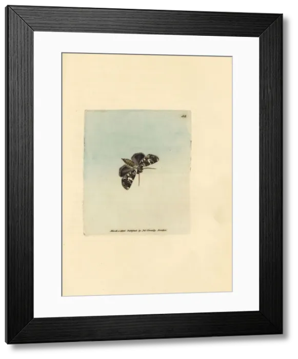 Framed Print : Marbled coronet moth, Hadena confusa Framed Print : Marbled coronet moth, Hadena confusa