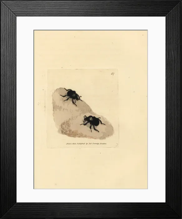 Framed Print : Minotaur beetle, Typhaeus typhoeus Framed Print : Minotaur beetle, Typhaeus typhoeus