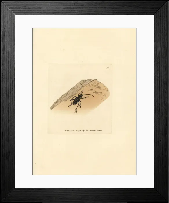 Framed Print : Sarosesthes fulminans beetle Framed Print : Sarosesthes fulminans beetle