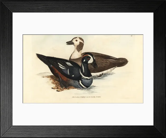 Framed Print : Harlequin duck, Histrionicus histrionicus Framed Print : Harlequin duck, Histrionicus histrionicus
