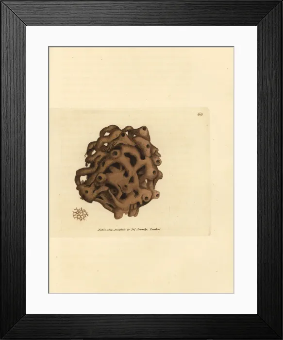 Framed Print : Sponge, Haliclona cinerea Framed Print : Sponge, Haliclona cinerea