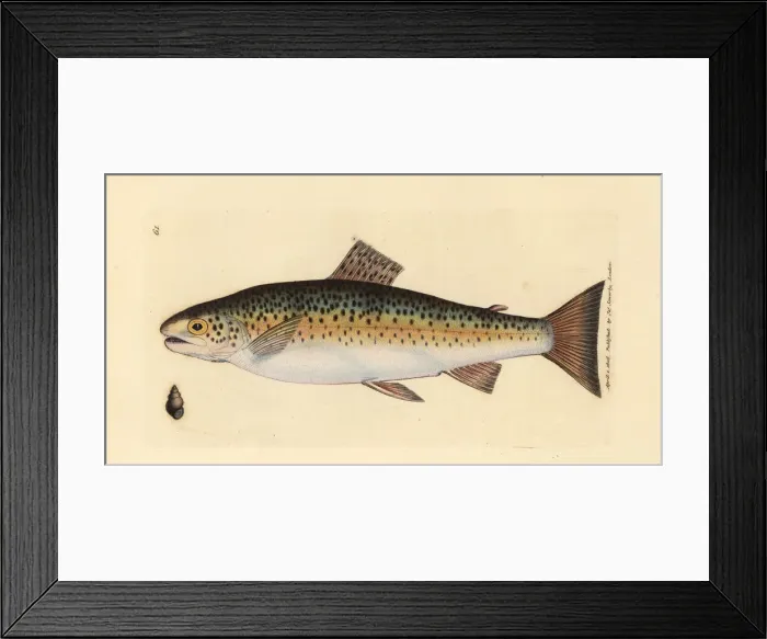 Framed Print : Brown trout, Salmo trutta fario Framed Print : Brown trout, Salmo trutta fario