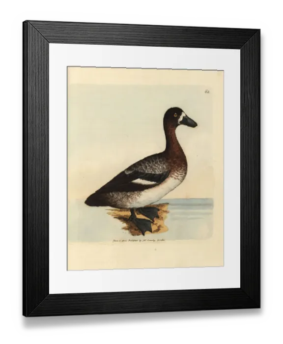Framed Print : Greater scaup duck, Aythya marila, female Framed Print : Greater scaup duck, Aythya marila, female